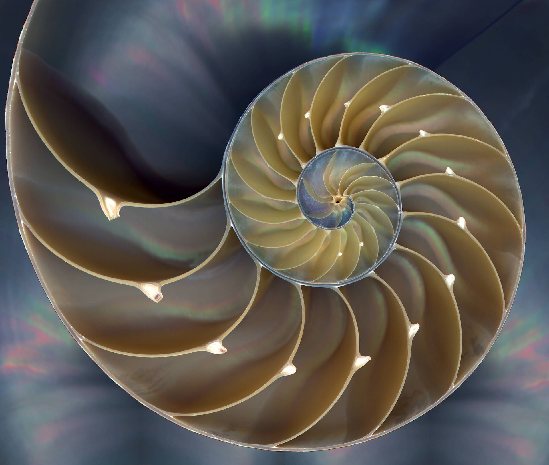 Närbild av ett nautilusskal som visar vackra spiralmönster och naturens perfekta geometri.