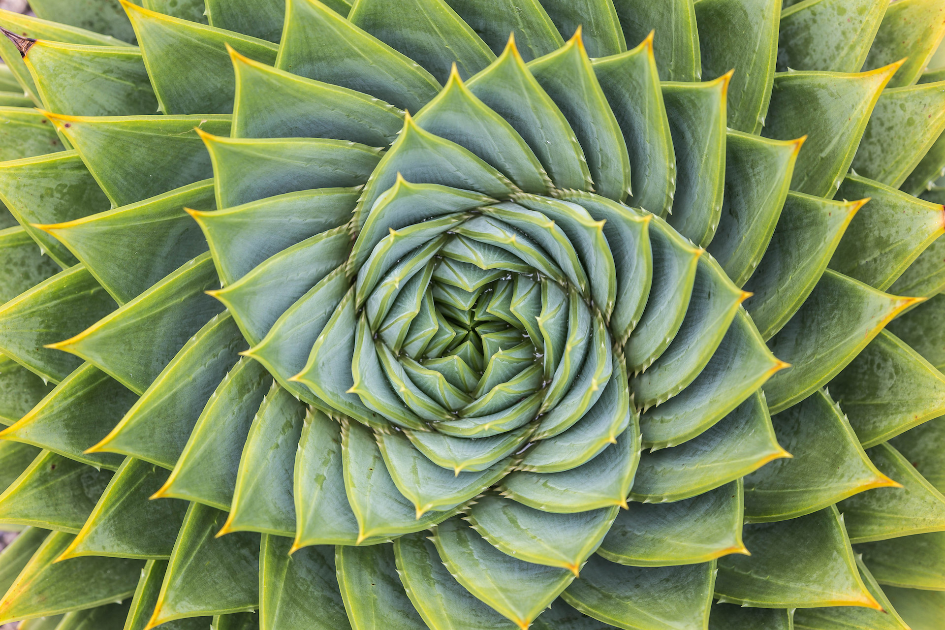 En spiral av gröna blad visar naturens geometriska skönhet och bildar ett hypnotiskt mönster.